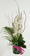 Orchid Beauty