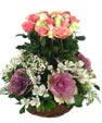 Poetic Roses