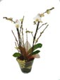 White Phalaenopsis