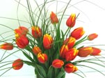 Orangy Yellow