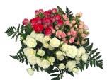 Baby Rose Mix