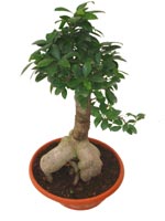 Bonzai