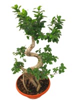 Bonzai