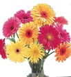 Gerbera Mix