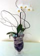 Orchid In Vase