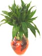 Lucky Bamboo