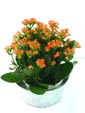 Kalanchoe