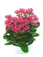 Kalanchoe