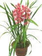 Phalaenopsis Orchids