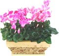 Cyclamen