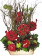 Red Rose Elegance