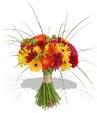 Mix Daisies
