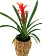 Vriesea