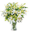 Stargazer Lilies