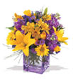 Yellow And Violet