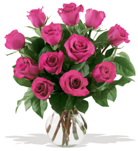 Fushia Roses