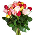Rainbow Roses