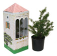 Cedar Tree Of Lebanon