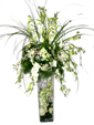 Dandrobium Beauty