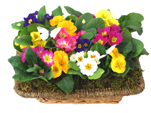 Multicolor Spring