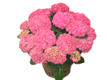 Pink Hortencia