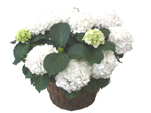 White Hortencia