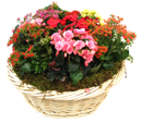 Colorful Spring