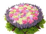 Royal Pink&Purple