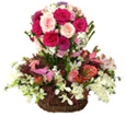 Pink Splendor