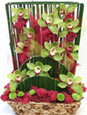 Garden Of Orchids