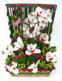 Shower Of Orchids
