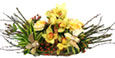 Artful Orchids