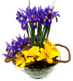 Violet & Yellow
