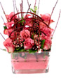 Pink Beauty