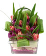 Purple & Pink Tulips
