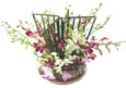 Baby Orchid Mix