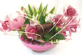 Fashionable Orchids
