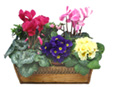 Spring In Bloom