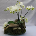 Exotic Orchid Gargen
