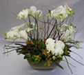 Orchid Mix