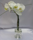 Mini Orchid