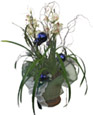 Phanelopsis Christmas(2)
