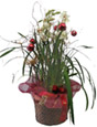 Phanelopsis Christmas(1)