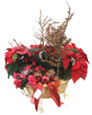 Poinsettia & Azale Mix