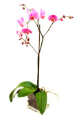 Pink Orchid Grace