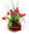Red Delicatesse