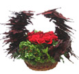 Crown