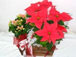 X-mas Spirit