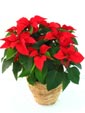 Poinsettia Basket