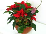 Simply X-mas
